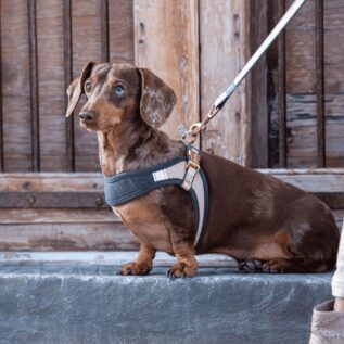 Rogz Urban Fast Fit Adjustable XSmall Dog Harness – Dove Grey 2 Rogz Urban Fast Fit Adjustable XSmall Dog Harness - Dove Grey