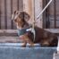 Rogz Urban Fast Fit Adjustable XSmall Dog Harness - Dove Grey