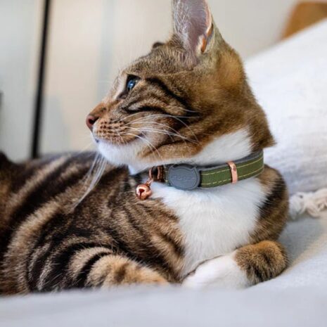 Rogz UrbanCat XSmall Safety Release Collar Rogz UrbanCat XSmall Safety Release Collar