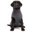 Rogz Wolfskin Knitted Dog Sweater - Dark Grey