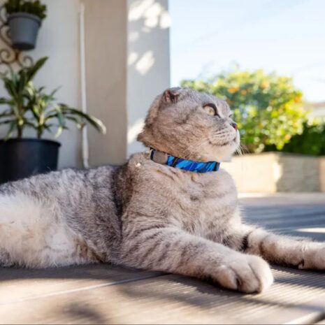 Rogz Catz FusionCat Safety XSmall Cat Collar Rogz Catz FusionCat Safety XSmall Cat Collar