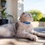 Rogz Catz FusionCat Safety XSmall Cat Collar