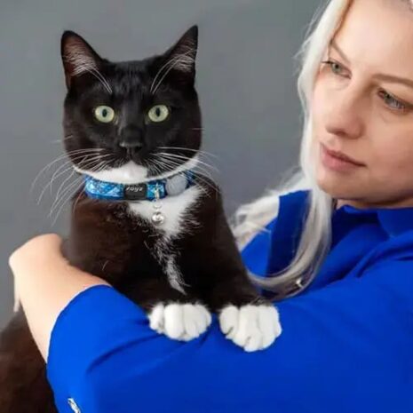Rogz FashionCat Safety Release Small Cat Collar - Blue 2 Rogz FashionCat Safety Release Small Cat Collar - Blue