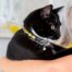 Rogz FashionCat Safety Release Small Cat Collar - Leopard Bone
