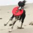 Rogz RFO Fetch Flying Toy Red
