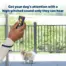 PetSafe Collarless Trainer being used to get a small dog’s attention