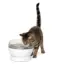 White PetSafe HydroSphere 1.7L Cordless Fountain with a cat drinking