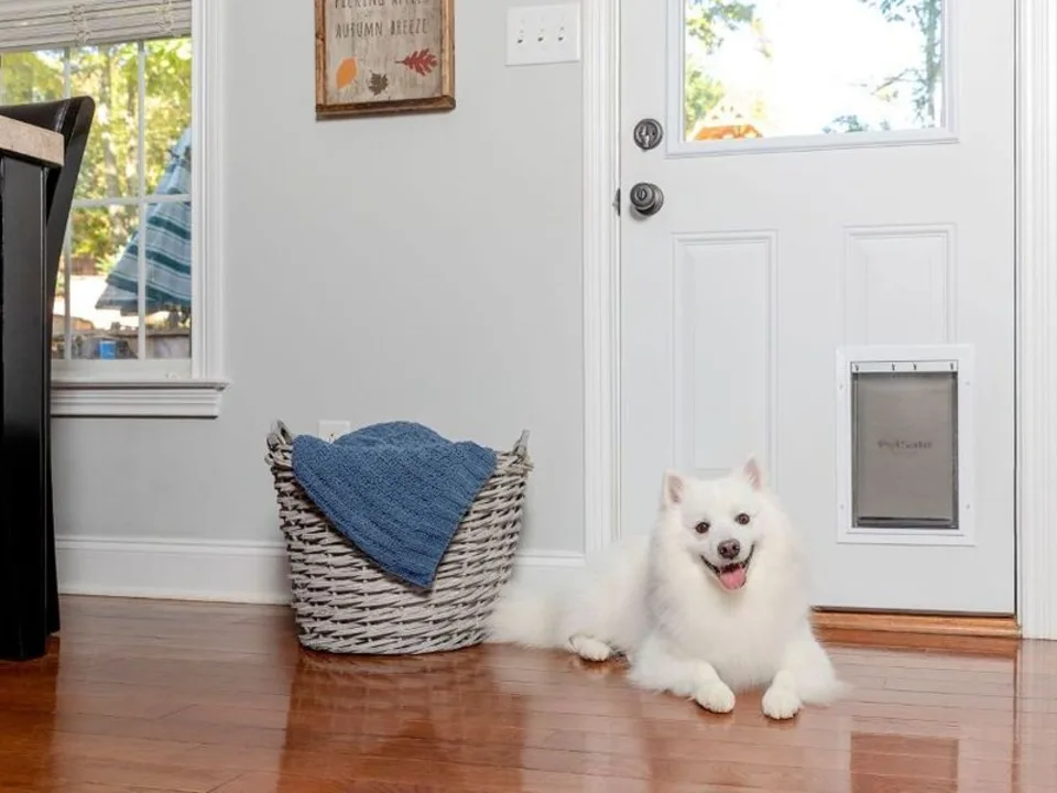 PetSafe & Partner Brands 1 Dog standing beside an installed PetSafe pet door