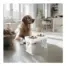 All For Paws Multi Height Double Dinner — dog beside the raised feeder