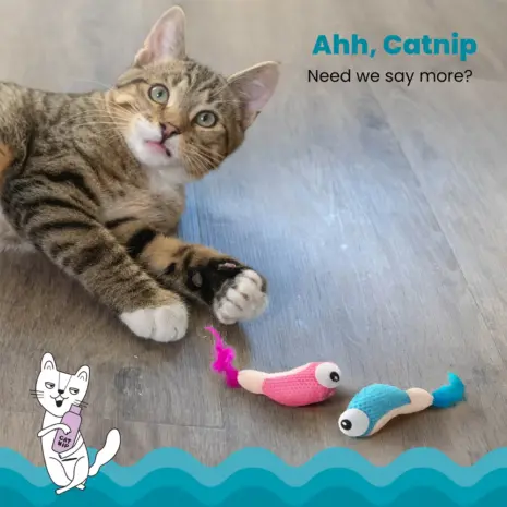Catstages Dental Shrimpies product view 3 Catstages Dental Shrimpies product view 3