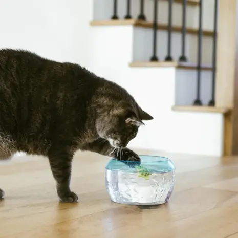 Catstages Meow-smerizing Fish Bowl product view 2 Catstages Meow-smerizing Fish Bowl product view 2