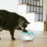 Catstages Meow-smerizing Fish Bowl product view 2