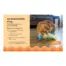 Catstages Roll & Chase Robot Toy product view 3