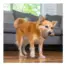 Pupstages Dogwood Mushroom Dog Chew Toy product view 4