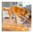 Pupstages Dogwood Jack product view 4