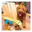 Outward Hound Fire Biterz Lizard Yellow LG product view 4