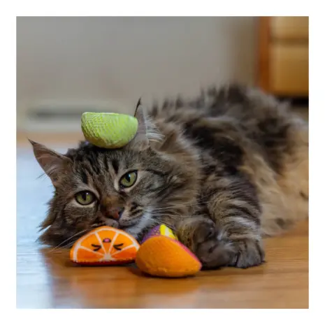 Catstages Fruit Wedges 4Pk product view 5 Catstages Fruit Wedges 4Pk product view 5