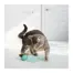 KONG Infused Catnip Eggs — 2 Pack — detail 2