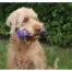 Jolly Doggy Goggle Bone product view 3
