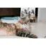 Regal Ultra Clumping Cat Litter Bulk Deal (5kg x 3 bags) product view 5