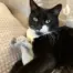 Rosewood Eco Friendly Elephant Grab Toy for Cats product view 4