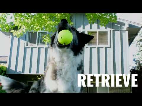 KONG Reflex Tug 1 KONG Reflex range in action — video preview