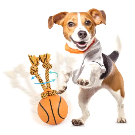 AFP Spinning Basketball in play Dog investigating the orange AFP Spinning Basketball and rope