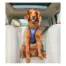 Dog wearing a PetSafe Happy Ride Safety Harness in Large