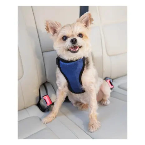 PetSafe Happy Ride Safety Harness - Small Dog wearing a PetSafe Happy Ride Safety Harness in Small