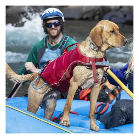 Kurgo Surf n Turf life jacket for rafting Dog wearing a Kurgo Surf n Turf life jacket while rafting