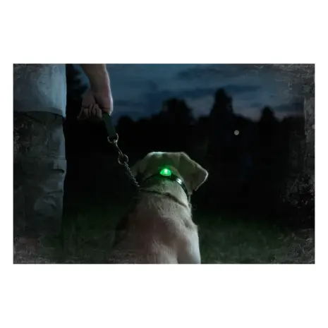 SportDOG Locator Beacon at night SportDOG Locator Beacon improving dog visibility at night