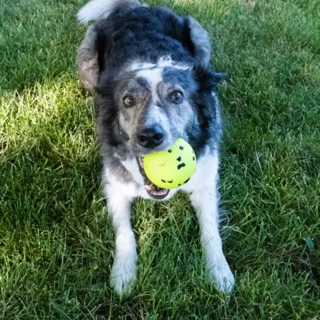KONG Reflex Ball — Large — Ball during supervised play KONG Reflex Ball — Large — Ball during supervised play