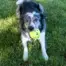 KONG Reflex Ball — Large — Ball during supervised play