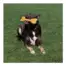 KONG Armor Bone Dog Toy — Medium — Toy during supervised play