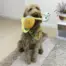 KONG Bendeez Snail Dog Toy — Large — Toy during supervised play