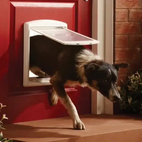 Staywell Brown Medium Original 2-Way Pet Door - black and white dog passing through white pet door in red door Staywell Brown Medium Original 2-Way Pet Door - black and white dog passing through white pet door in red door