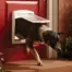 Staywell Brown Medium Original 2-Way Pet Door - black and white dog passing through white pet door in red door