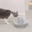 PetSafe Streamside Ceramic Pet Fountain - cat at the fountain